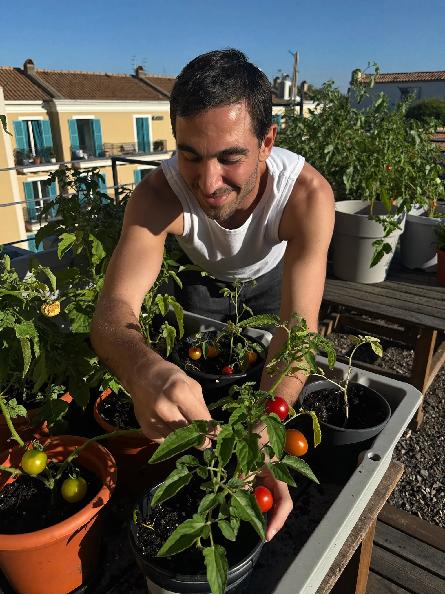 Hugo among tomato plants on his Madrid terrace