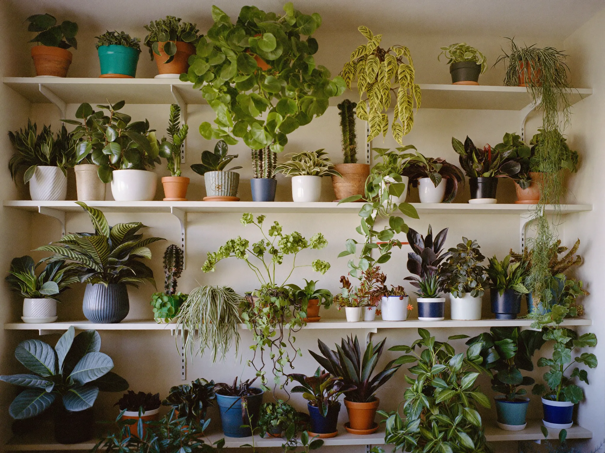 A shelf wall filled with thriving green houseplants in warm light