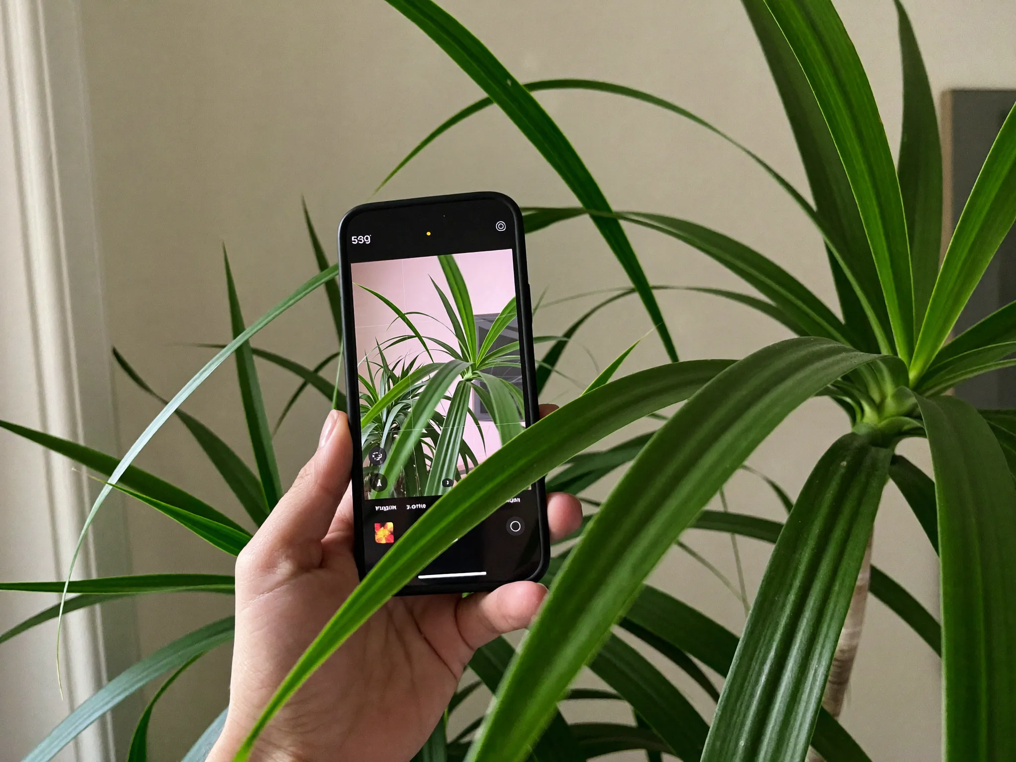 A hand photographing a green leaf with a smartphone in natural light