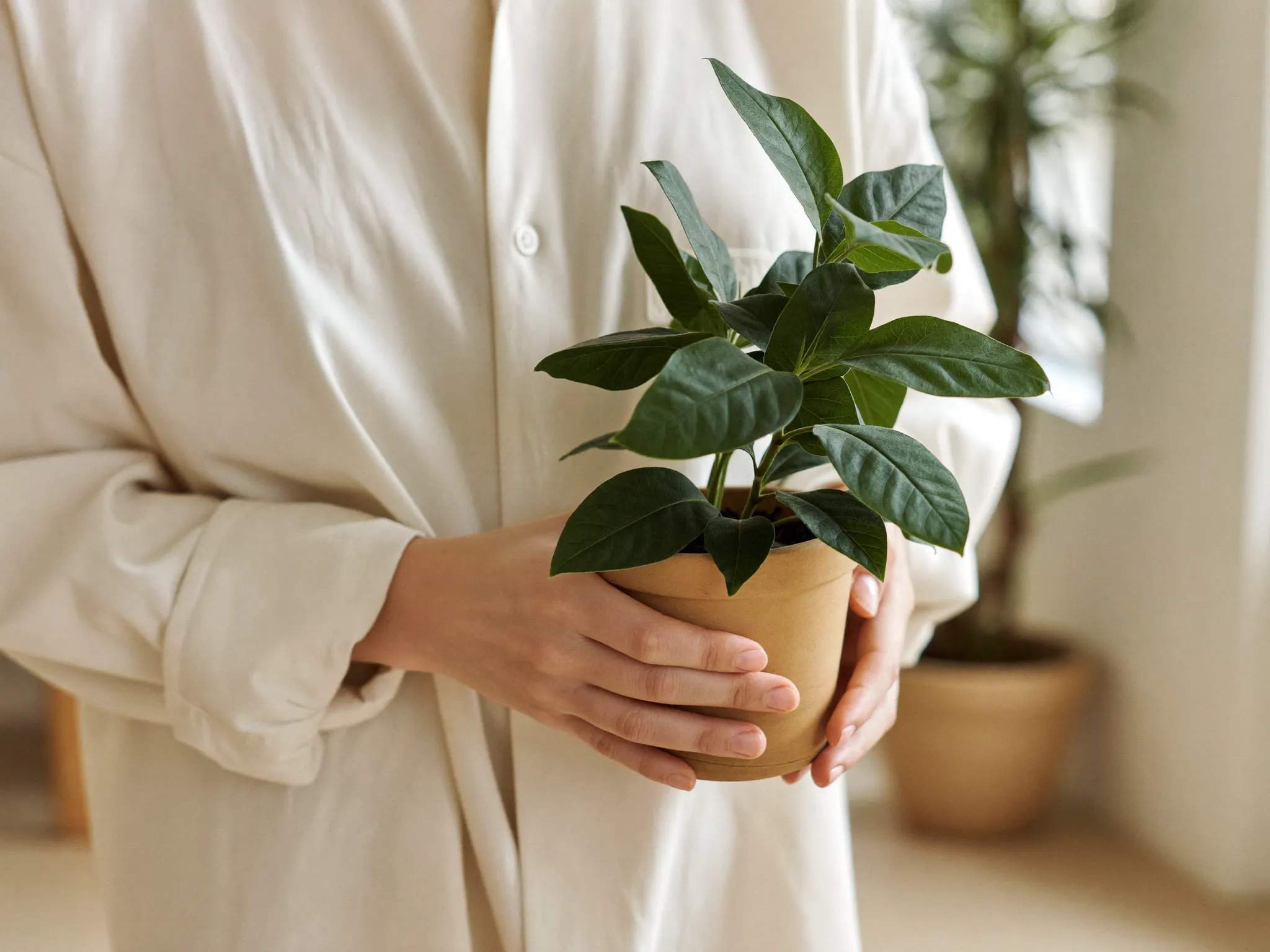 Hands cradling a small potted houseplant in warm light